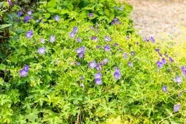Geranium wallichianum 'Rozanne'® (Ooievaarsbek 'Rozanne') - afbeelding 32
