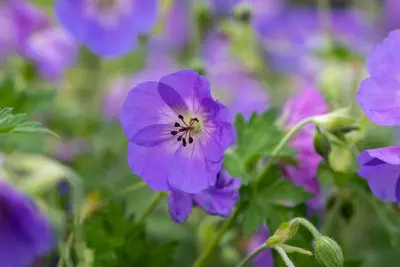 Geranium wallichianum 'Rozanne'® (Ooievaarsbek 'Rozanne') - afbeelding 34