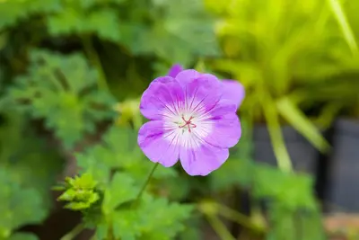Geranium wallichianum 'Rozanne'® (Ooievaarsbek 'Rozanne') - afbeelding 36