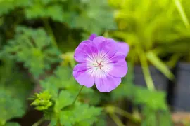 Geranium wallichianum 'Rozanne'® (Ooievaarsbek 'Rozanne') - afbeelding 36