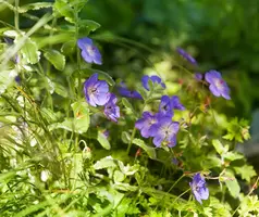 Geranium wallichianum 'Rozanne'® (Ooievaarsbek 'Rozanne') - afbeelding 1