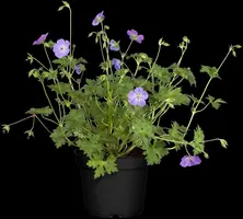 Geranium wallichianum 'Rozanne'® (Ooievaarsbek 'Rozanne') - afbeelding 14