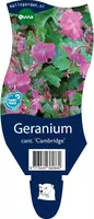 Geranium x cantabrigiense 'Cambridge' (Ooievaarsbek) kopen?