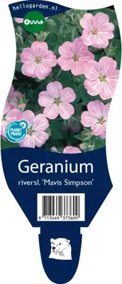 Geranium x riversleaianum 'Mavis Simpson' (Ooievaarsbek) - afbeelding 1