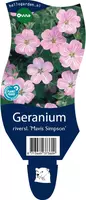 Geranium x riversleaianum 'Mavis Simpson' (Ooievaarsbek) kopen?