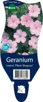 Geranium x riversleaianum 'Mavis Simpson' (Ooievaarsbek) - afbeelding 1
