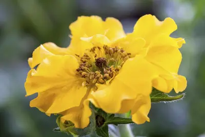 Geum Chiloense Lady Stratheden (Nagelkruid) - afbeelding 3