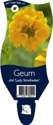 Geum chiloense 'Lady Stratheden' (Nagelkruid) - afbeelding 1