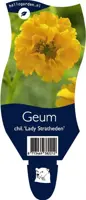 Geum chiloense 'Lady Stratheden' (Nagelkruid) - afbeelding 1