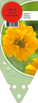 Geum Chiloense Lady Stratheden (Nagelkruid) - afbeelding 1