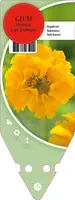 Geum Chiloense Lady Stratheden (Nagelkruid) - afbeelding 1
