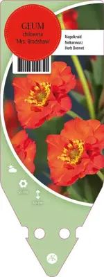 Geum Chiloense Mrs. Bradshaw (Nagelkruid) - afbeelding 1