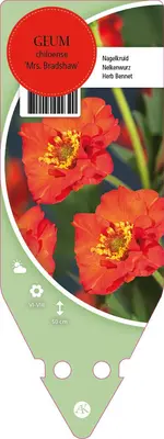 Geum Chiloense Mrs. Bradshaw (Nagelkruid) - afbeelding 1