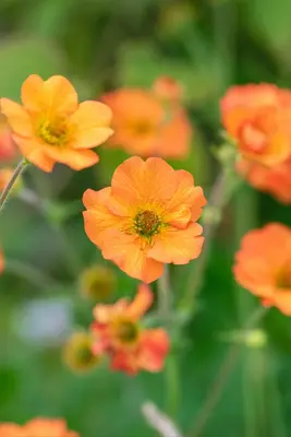 Geum chiloense 'Totally Tangerine' (Nagelkruid 'Totally Tangerine') - afbeelding 7