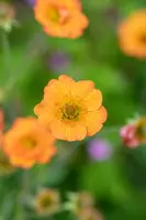 Geum chiloense 'Totally Tangerine' (Nagelkruid 'Totally Tangerine') - afbeelding 9