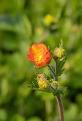 Geum chiloense 'Totally Tangerine' (Nagelkruid 'Totally Tangerine') - afbeelding 5