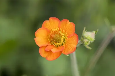 Geum chiloense 'Totally Tangerine' (Nagelkruid 'Totally Tangerine') - afbeelding 1