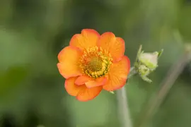 Geum chiloense 'Totally Tangerine' (Nagelkruid 'Totally Tangerine') - afbeelding 1