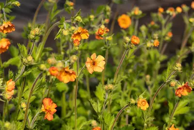 Geum chiloense 'Totally Tangerine' (Nagelkruid 'Totally Tangerine') - afbeelding 2