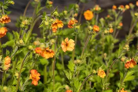 Geum chiloense 'Totally Tangerine' (Nagelkruid 'Totally Tangerine') - afbeelding 2