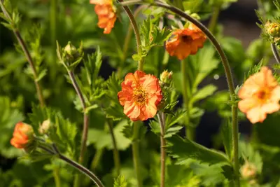 Geum chiloense 'Totally Tangerine' (Nagelkruid 'Totally Tangerine') - afbeelding 3