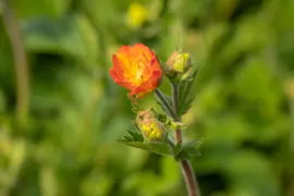 Geum chiloense 'Totally Tangerine' (Nagelkruid 'Totally Tangerine') - afbeelding 4