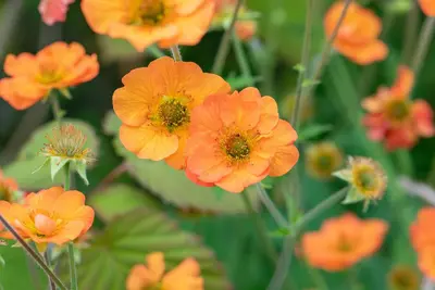 Geum chiloense 'Totally Tangerine' (Nagelkruid 'Totally Tangerine') - afbeelding 6