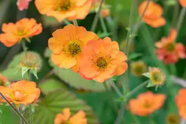 Geum chiloense 'Totally Tangerine' (Nagelkruid 'Totally Tangerine') - afbeelding 6