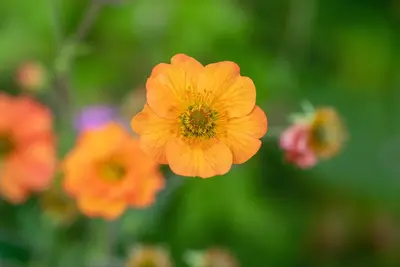 Geum chiloense 'Totally Tangerine' (Nagelkruid 'Totally Tangerine') - afbeelding 8