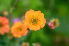 Geum chiloense 'Totally Tangerine' (Nagelkruid 'Totally Tangerine') - afbeelding 8