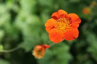 Geum coccineum 'Borisii' (Nagelkruid) - afbeelding 2