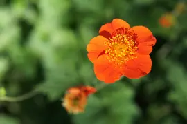 Geum coccineum 'Borisii' (Nagelkruid) - afbeelding 2
