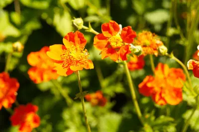 Geum coccineum 'Borisii' (Nagelkruid) - afbeelding 3