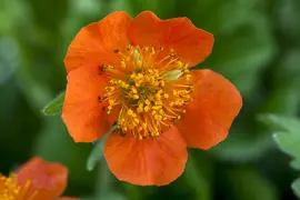Geum coccineum 'Borisii' (Nagelkruid) - afbeelding 8