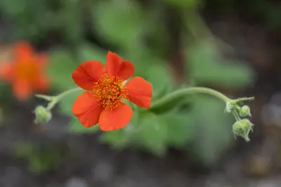 Geum coccineum 'Borisii' (Nagelkruid) - afbeelding 5