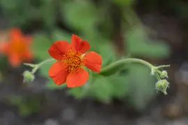 Geum coccineum 'Borisii' (Nagelkruid) - afbeelding 5