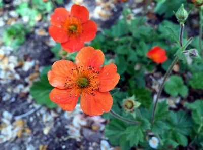 Geum coccineum 'Borisii' (Nagelkruid) - afbeelding 4