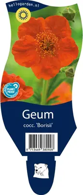 Geum coccineum 'Borisii' (Nagelkruid) - afbeelding 1