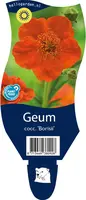 Geum coccineum 'Borisii' (Nagelkruid) - afbeelding 1