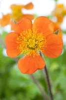 Geum coccineum 'Borisii' (Nagelkruid) - afbeelding 6