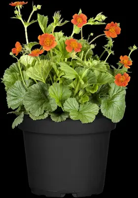 Geum coccineum 'Borisii' (Nagelkruid) - afbeelding 10