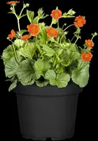 Geum coccineum 'Borisii' (Nagelkruid) - afbeelding 10