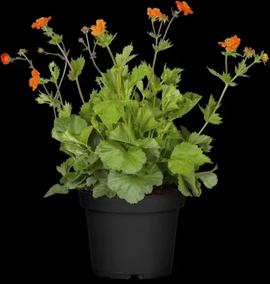 Geum coccineum 'Borisii' (Nagelkruid) - afbeelding 7