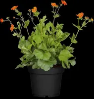 Geum coccineum 'Borisii' (Nagelkruid) - afbeelding 7