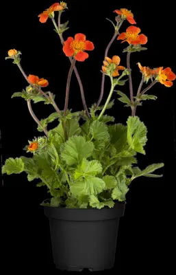 Geum coccineum 'Borisii' (Nagelkruid 'Borisii') - afbeelding 4