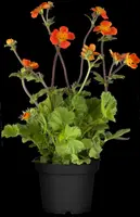 Geum coccineum 'Borisii' (Nagelkruid 'Borisii') - afbeelding 4