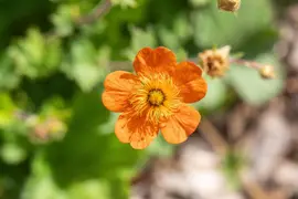 Geum coccineum 'Borisii' (Nagelkruid 'Borisii') - afbeelding 6
