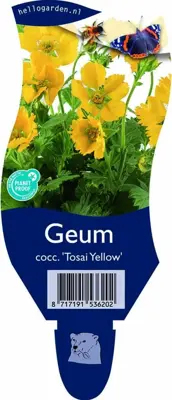 Geum coccineum 'Tosai Yellow' (Nagelkruid) - afbeelding 1