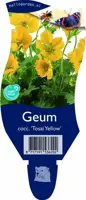 Geum coccineum 'Tosai Yellow' (Nagelkruid) - afbeelding 1