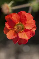 Geum coccineum 'Tosai Yellow' (Nagelkruid) - afbeelding 2